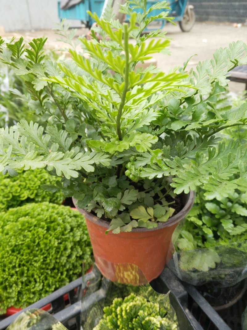 粉色一品，花期长，红颜色纯正叶面茂盛规格全