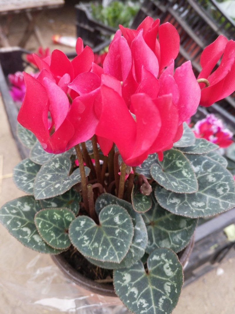 常春藤盆花规格齐全发货及时质量保证价格合理