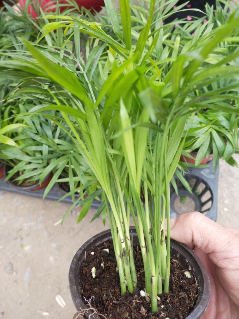 常春藤盆花规格齐全发货及时质量保证价格合理