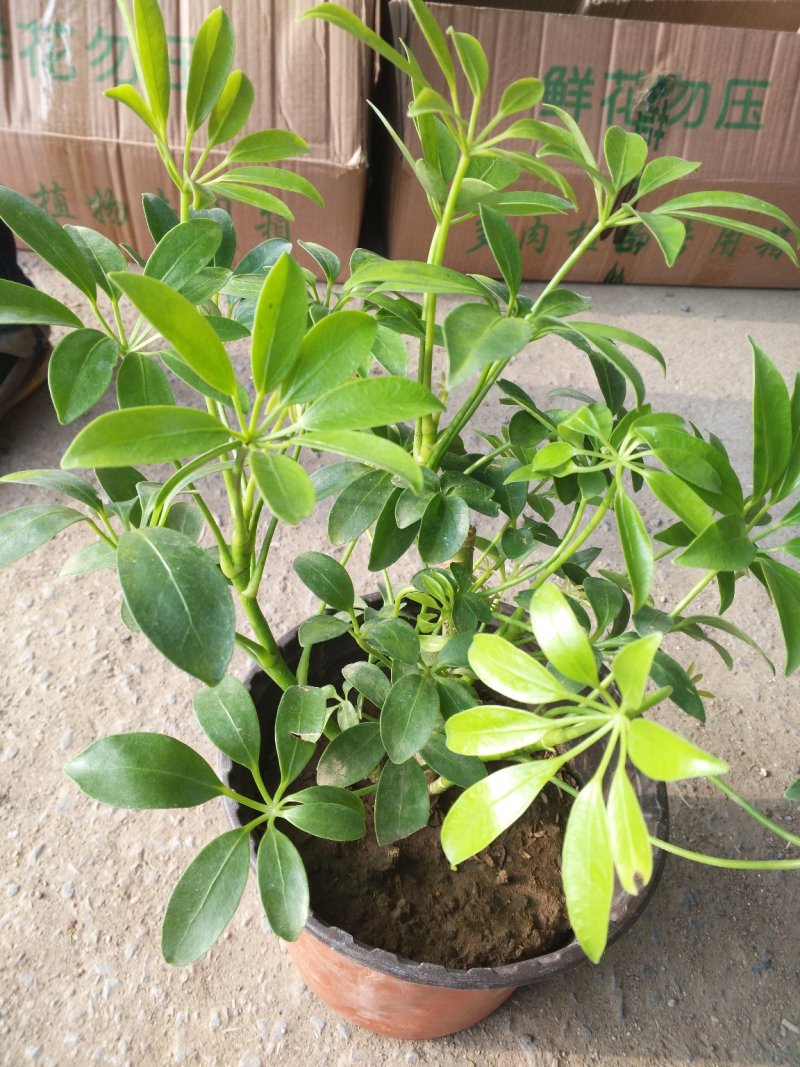 常春藤盆花规格齐全发货及时质量保证价格合理