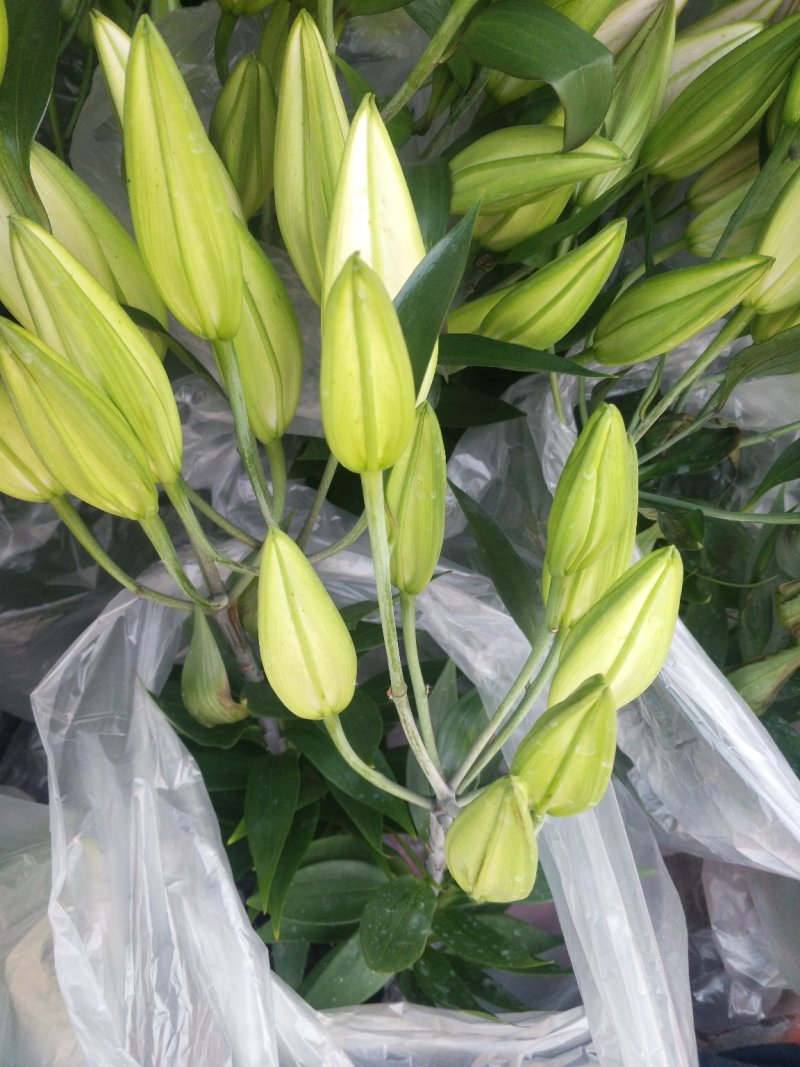 常春藤盆花规格齐全发货及时质量保证价格合理