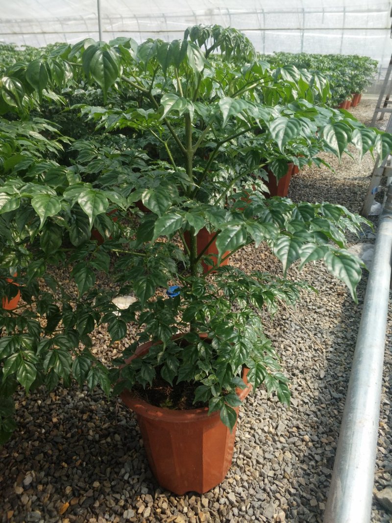 常春藤盆花规格齐全发货及时质量保证价格合理