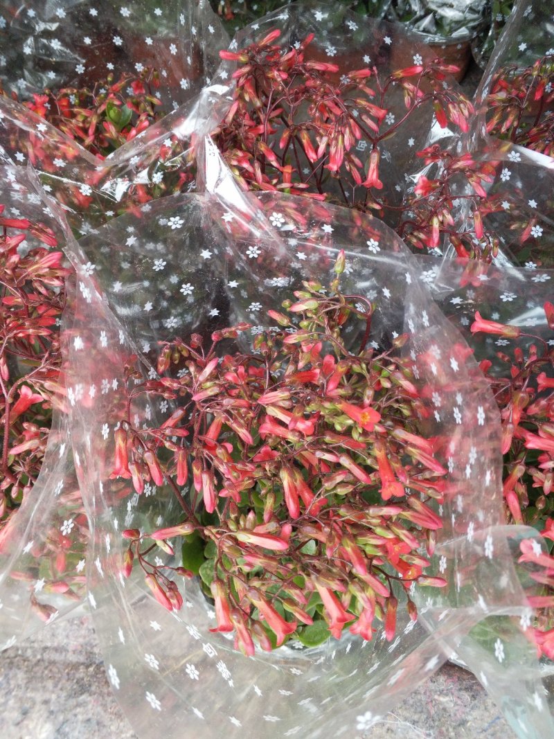 常春藤盆花规格齐全发货及时质量保证价格合理