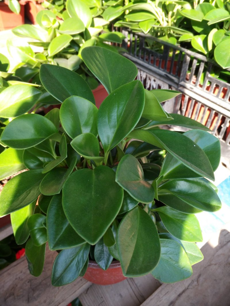 凤仙花，颜色多好管理花期长价格合理发货及时