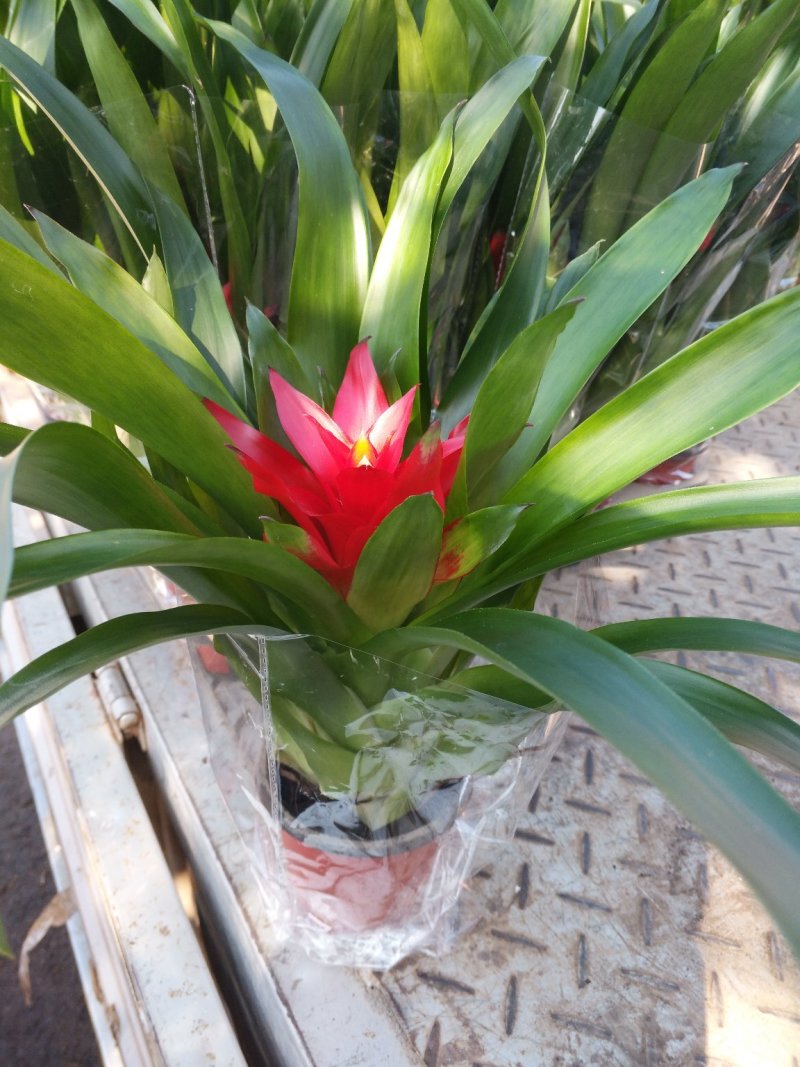 凤仙花，颜色多好管理花期长价格合理发货及时