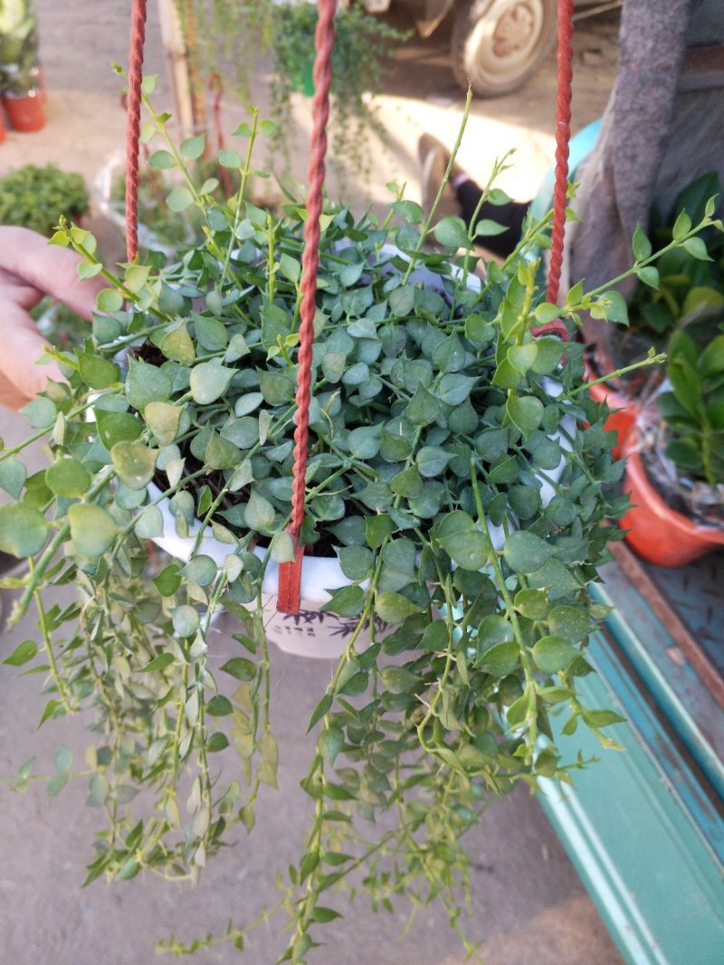 凤仙花，颜色多好管理花期长价格合理发货及时