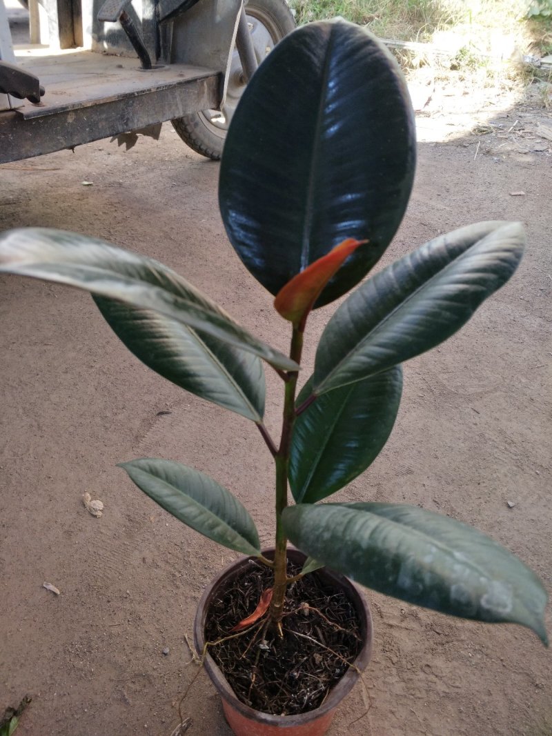 凤仙花，颜色多好管理花期长价格合理发货及时