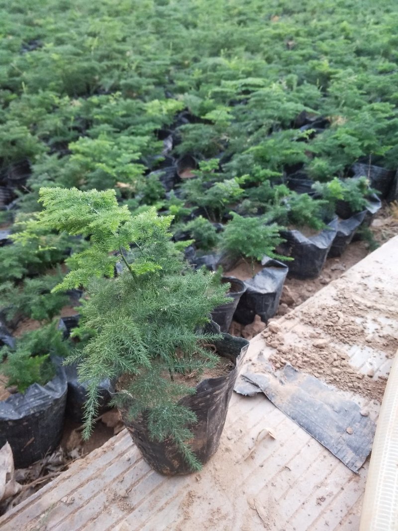 凤仙花，颜色多好管理花期长价格合理发货及时