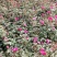 观花植物品种月季香水月季藤本月季基地直发
