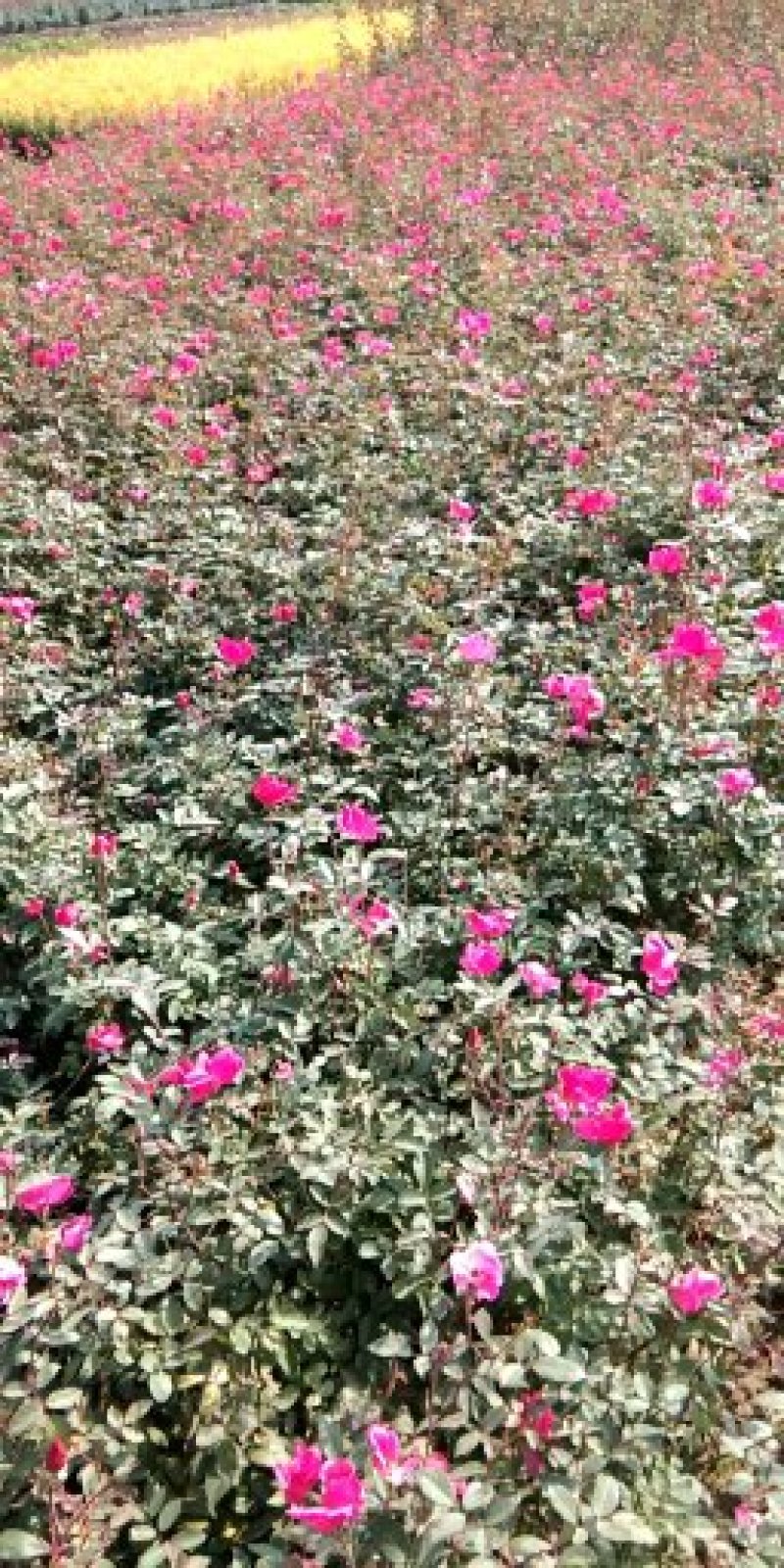 观花植物品种月季香水月季藤本月季基地直发