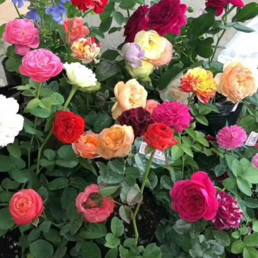 观花植物品种月季香水月季藤本月季基地直发