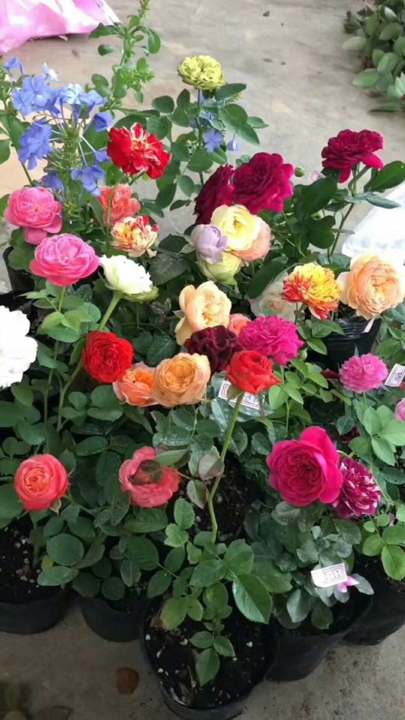 观花植物品种月季香水月季藤本月季基地直发