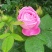 观花植物品种月季香水月季藤本月季基地直发
