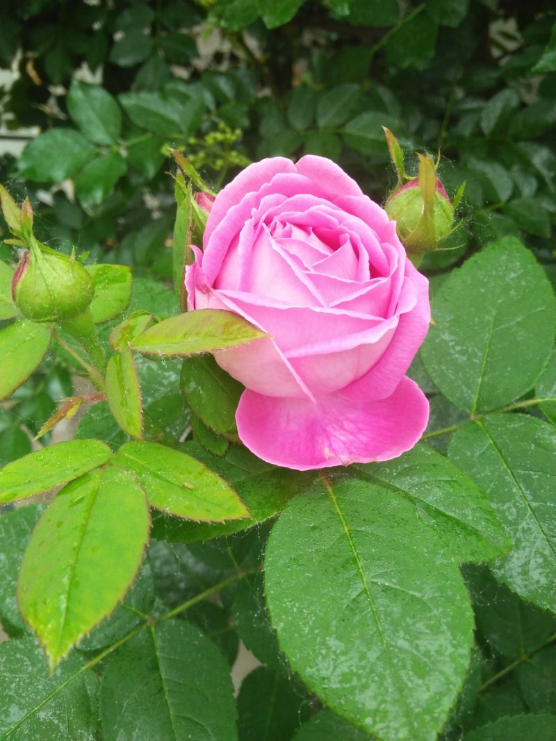 观花植物品种月季香水月季藤本月季基地直发