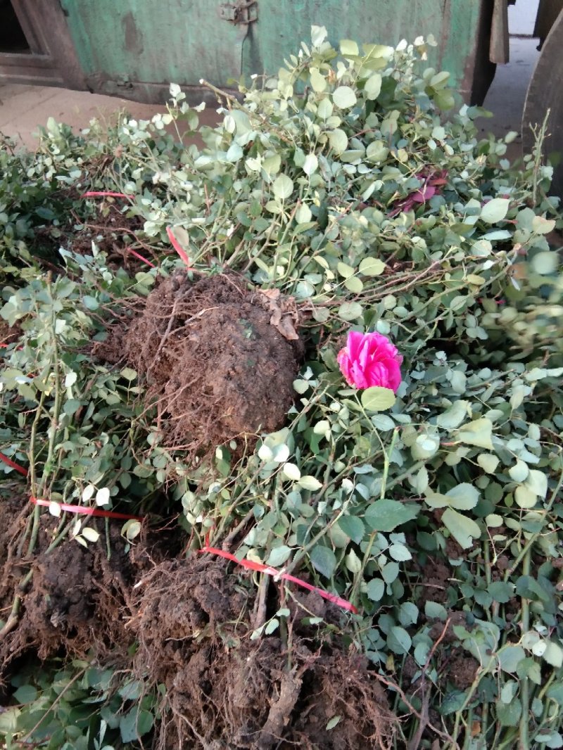 观花植物品种月季香水月季藤本月季基地直发