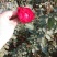 观花植物品种月季香水月季藤本月季基地直发