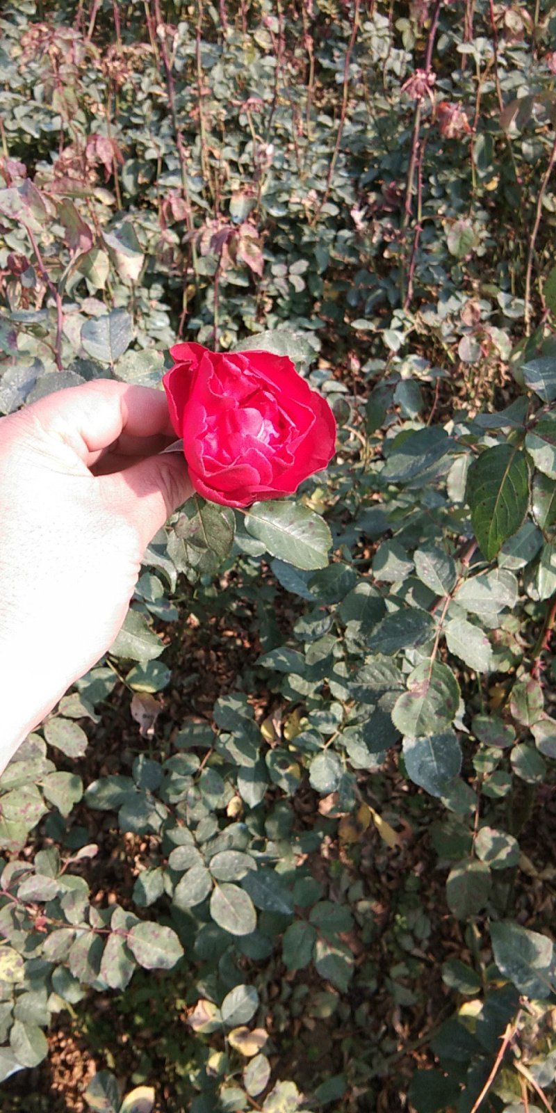 观花植物品种月季香水月季藤本月季基地直发