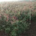 观花植物品种月季香水月季藤本月季基地直发