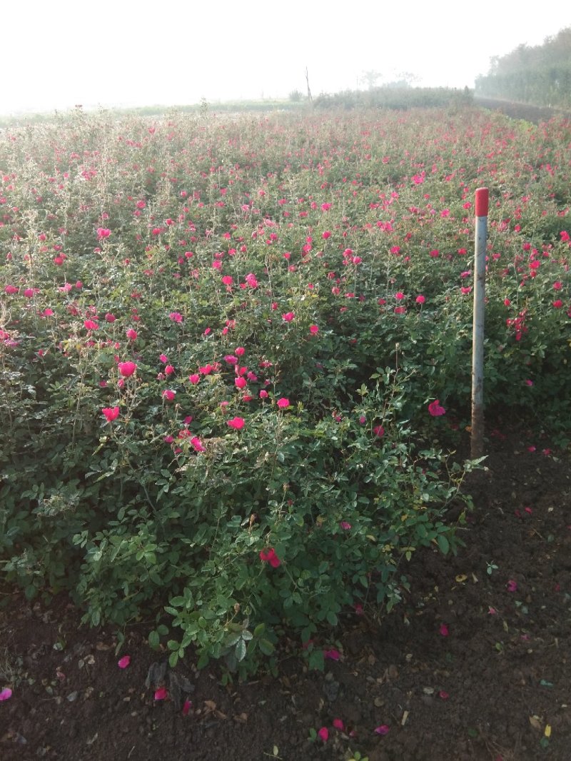 观花植物品种月季香水月季藤本月季基地直发