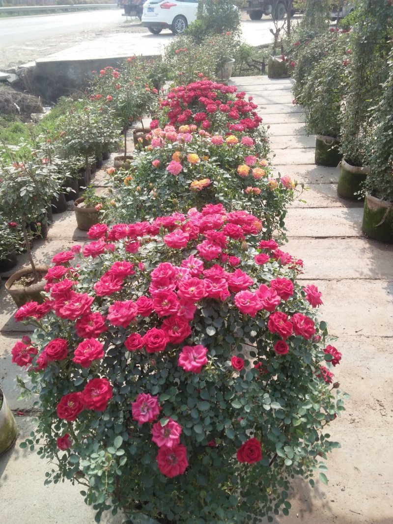观花植物品种月季香水月季藤本月季基地直发