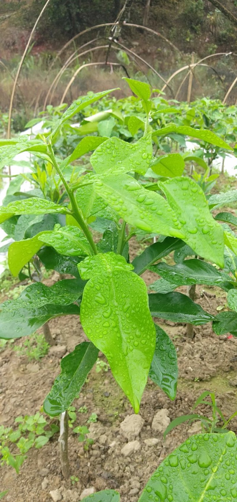 出售新品种三红蜜柚苗两年苗，