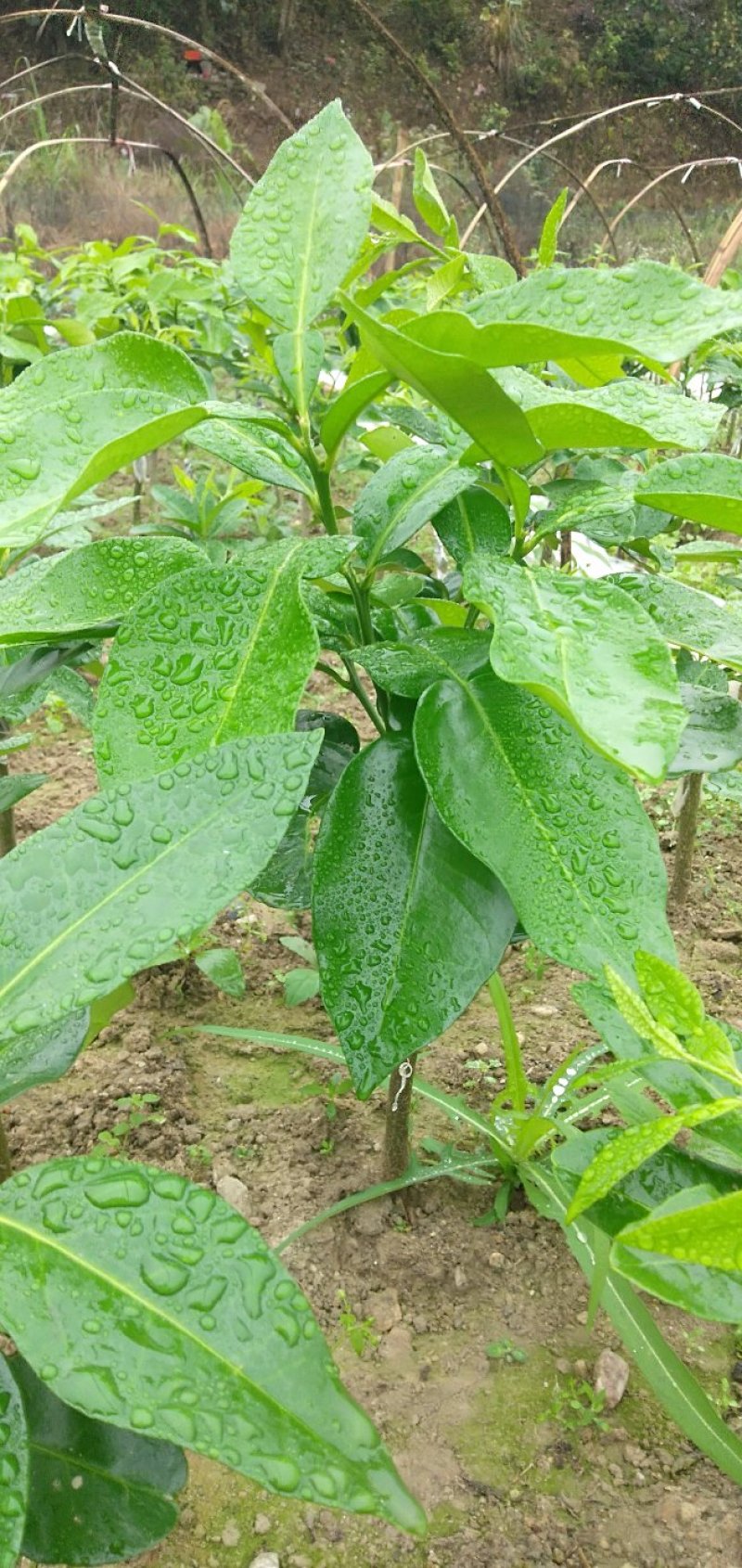 出售新品种三红蜜柚苗两年苗，