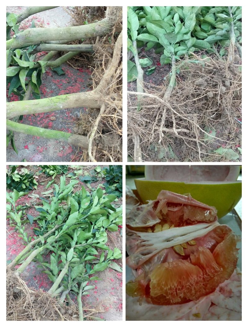 出售新品种三红蜜柚苗两年苗，