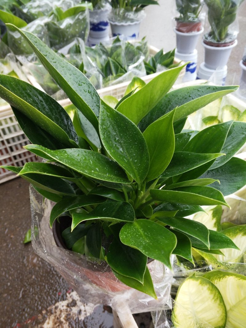 长春花（天天开）花期长好管理颜色多规格全质量保证
