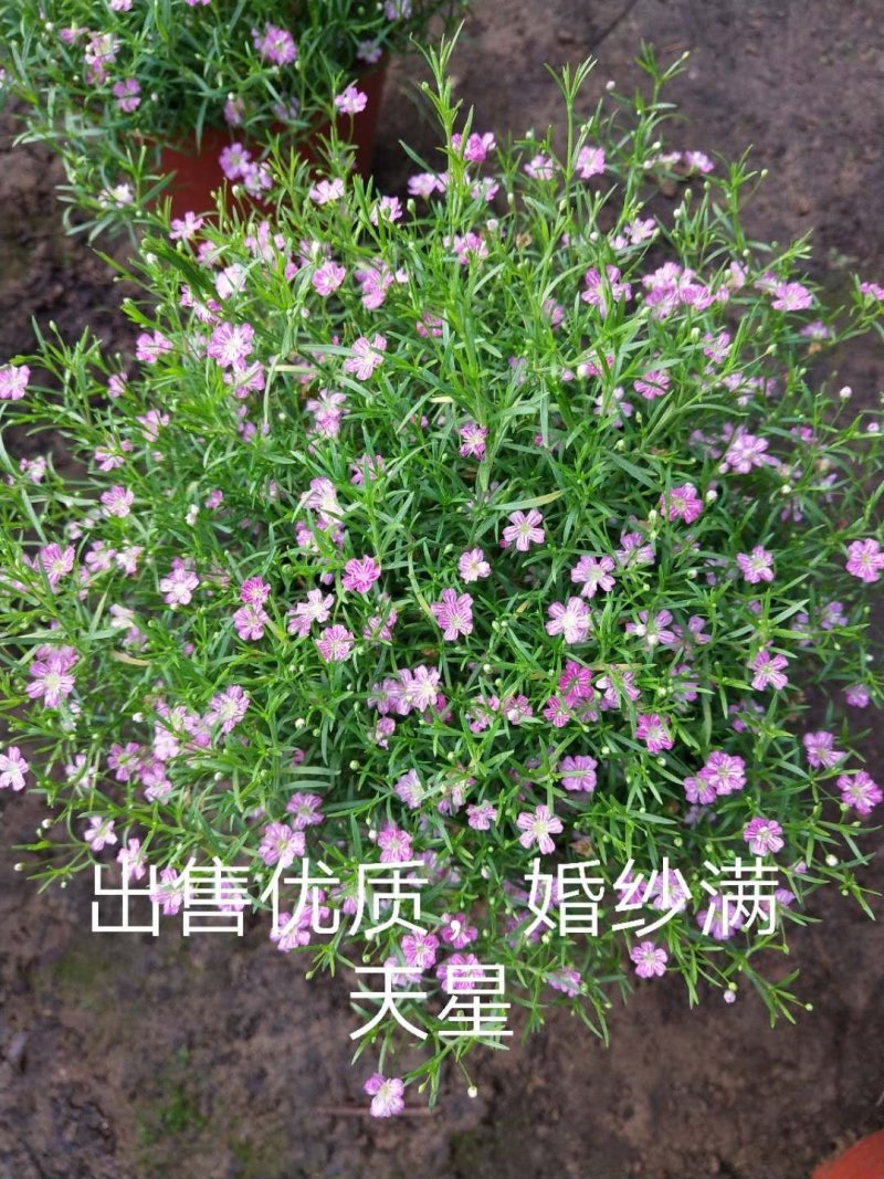 桃梅30~50cm规格齐全造型漂亮质量保证价格合理