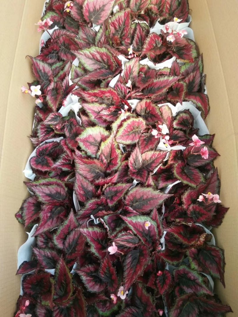 桃梅30~50cm规格齐全造型漂亮质量保证价格合理