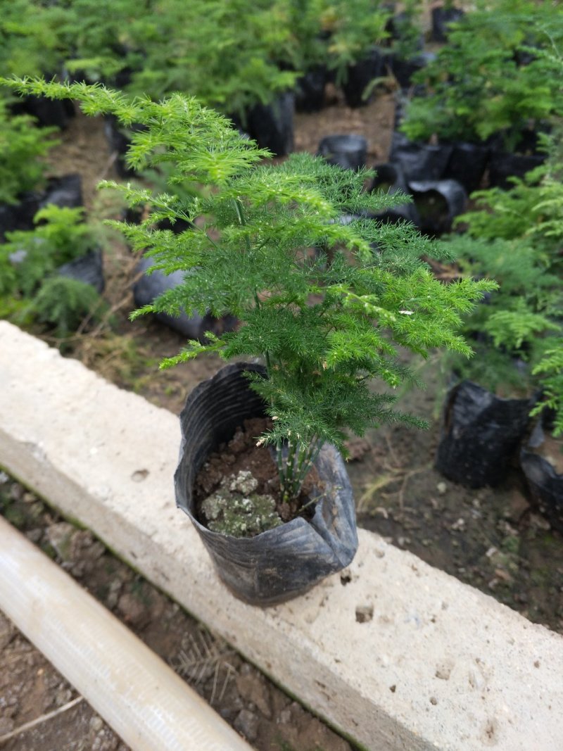 口红花花苞多价合理发货及时质量保证价格合理
