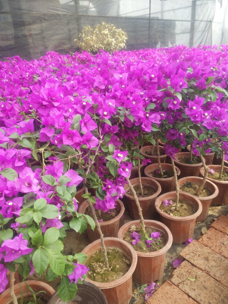 口红花花苞多价合理发货及时质量保证价格合理