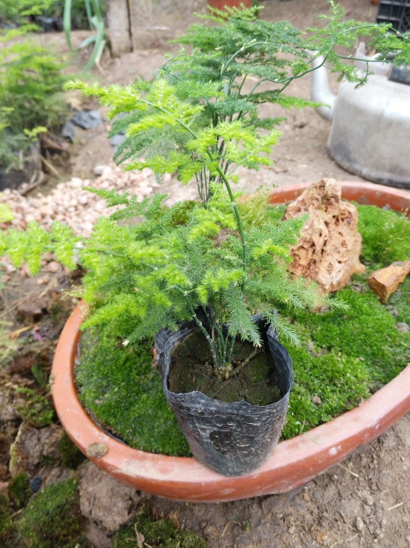 三角梅，好管理颜色多规格齐全价格合理发货及时