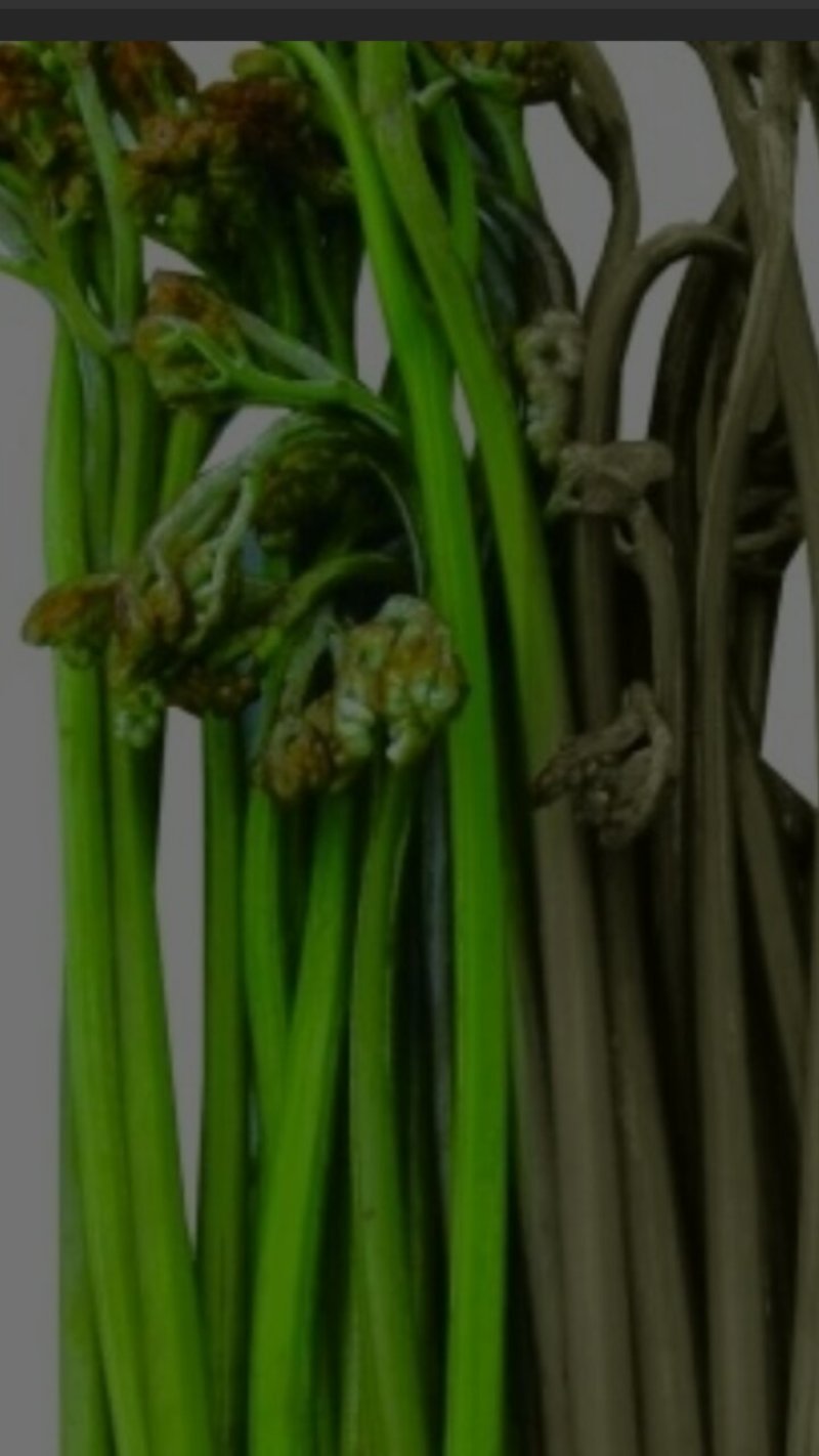 蕨菜