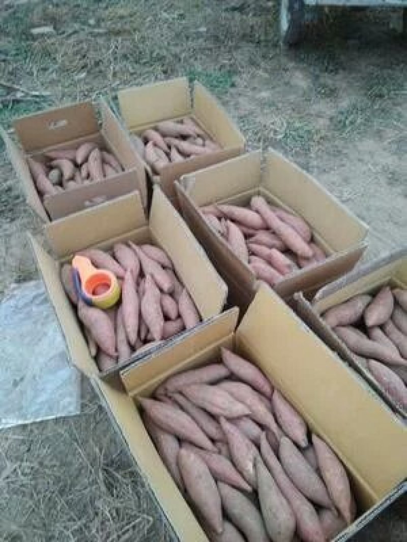饶阳县优质龙薯九红薯地瓜条型好沙土地种植