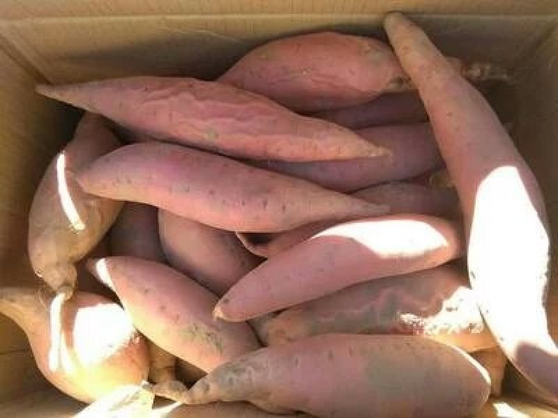 饶阳县优质龙薯九红薯地瓜条型好沙土地种植