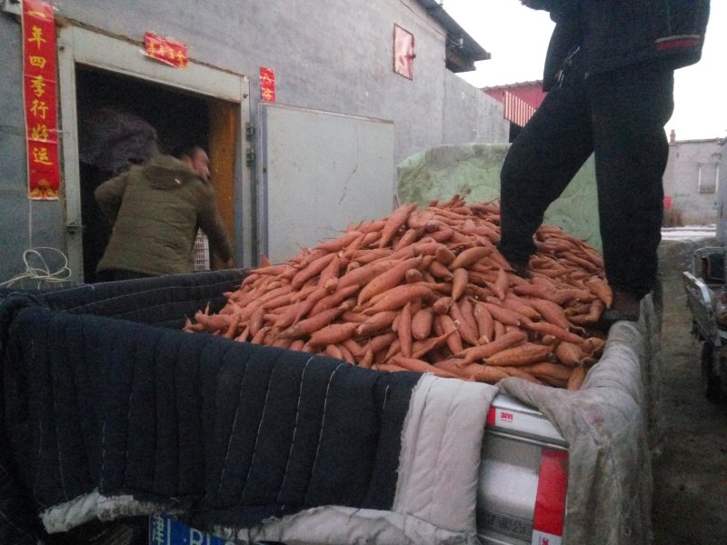 饶阳县优质龙薯九红薯地瓜条型好沙土地种植