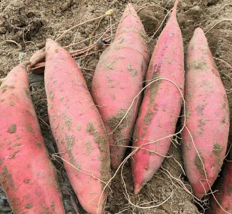 饶阳县优质龙薯九红薯地瓜条型好沙土地种植