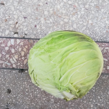 圆包菜，颜色纯绿，甘蓝1～2斤，包的瓷实，