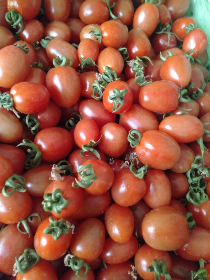 圣女果上市了