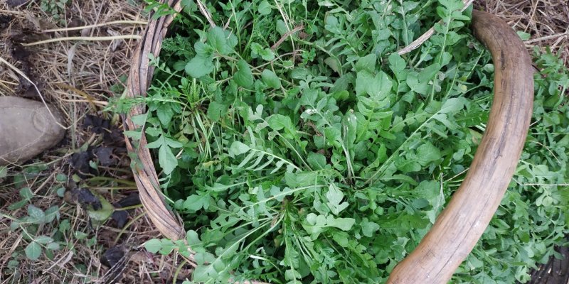 荠菜大量供应现挖现卖新鲜野生荠荠菜秦岭山下荠菜