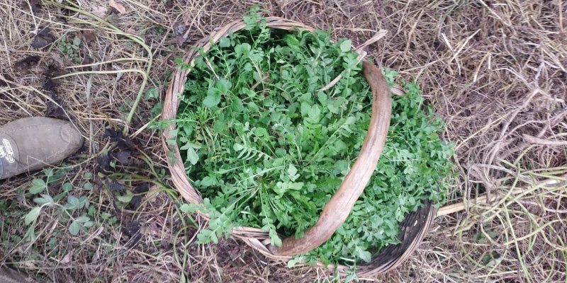 荠菜大量供应现挖现卖新鲜野生荠荠菜秦岭山下荠菜