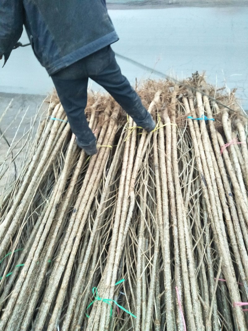 一年生两年根速生杨，当年的速生杨，需要的联系我