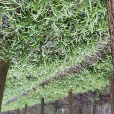吉祥草