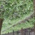 吉祥草