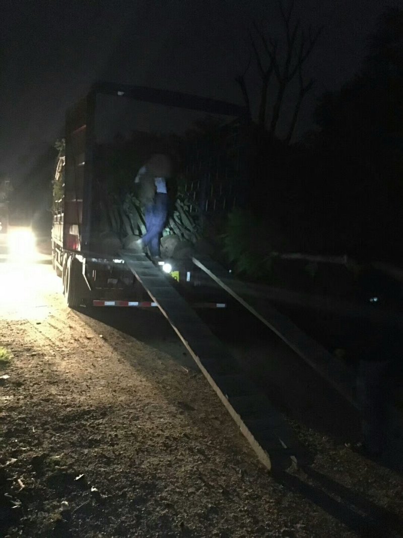 甜种橄榄树苗(原生苗)嫁接苗，60左右高度，带叶带土杯发