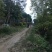 甜种橄榄树苗(原生苗)嫁接苗，60左右高度，带叶带土杯发