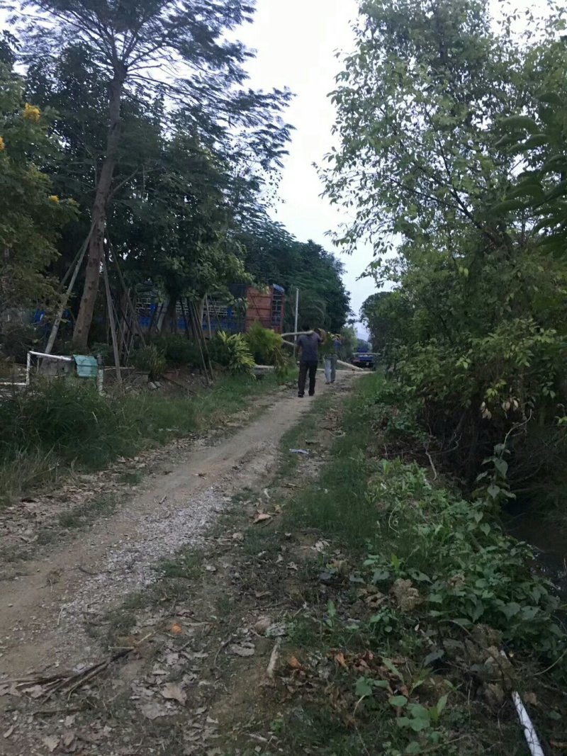 甜种橄榄树苗(原生苗)嫁接苗，60左右高度，带叶带土杯发