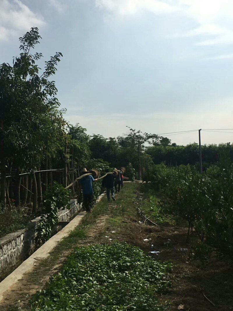 甜种橄榄树苗(原生苗)嫁接苗，60左右高度，带叶带土杯发