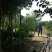 甜种橄榄树苗(原生苗)嫁接苗，60左右高度，带叶带土杯发